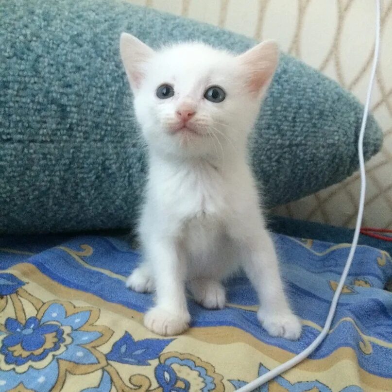 Как выглядит котенок в 1. Котята и месяц. котенок которому месяц. котенок в возрасте 1 месяц. котята белые 4 недели.