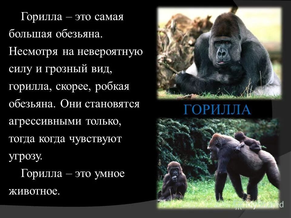 Тетя горилла если хотите стать сильными детки. Интересные факты о гориллах. Горилла презентация. Интересный факт о гориле. Горилы интересные факт.