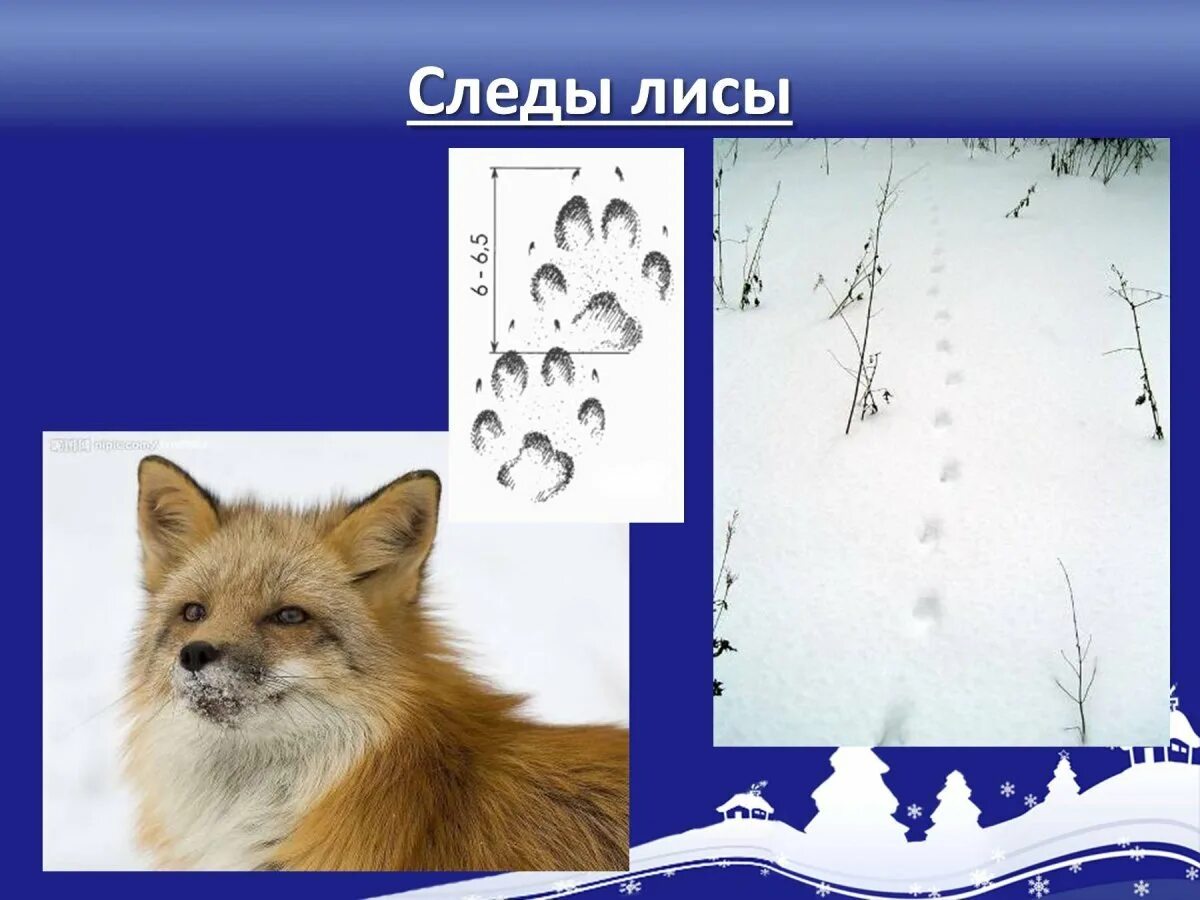 Следы лис. Следы лисы. Лисьи следы на снегу. Следы лисицы на снегу. Следы зимой лисицы.