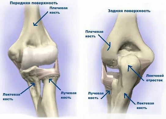Локтевой сустав: анатомия, иннервация, строение