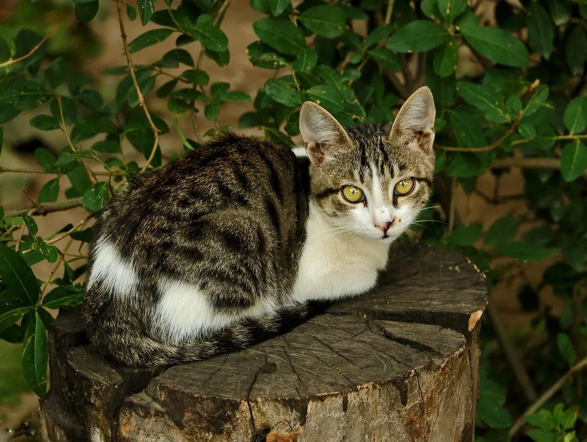 Европейская короткошерстная кошка. Серая полосатая кошка беспородная. Серая полосатая кошка беспородная. Мэнкс порода кошек. Европейская короткошерстная кошка камышовая.