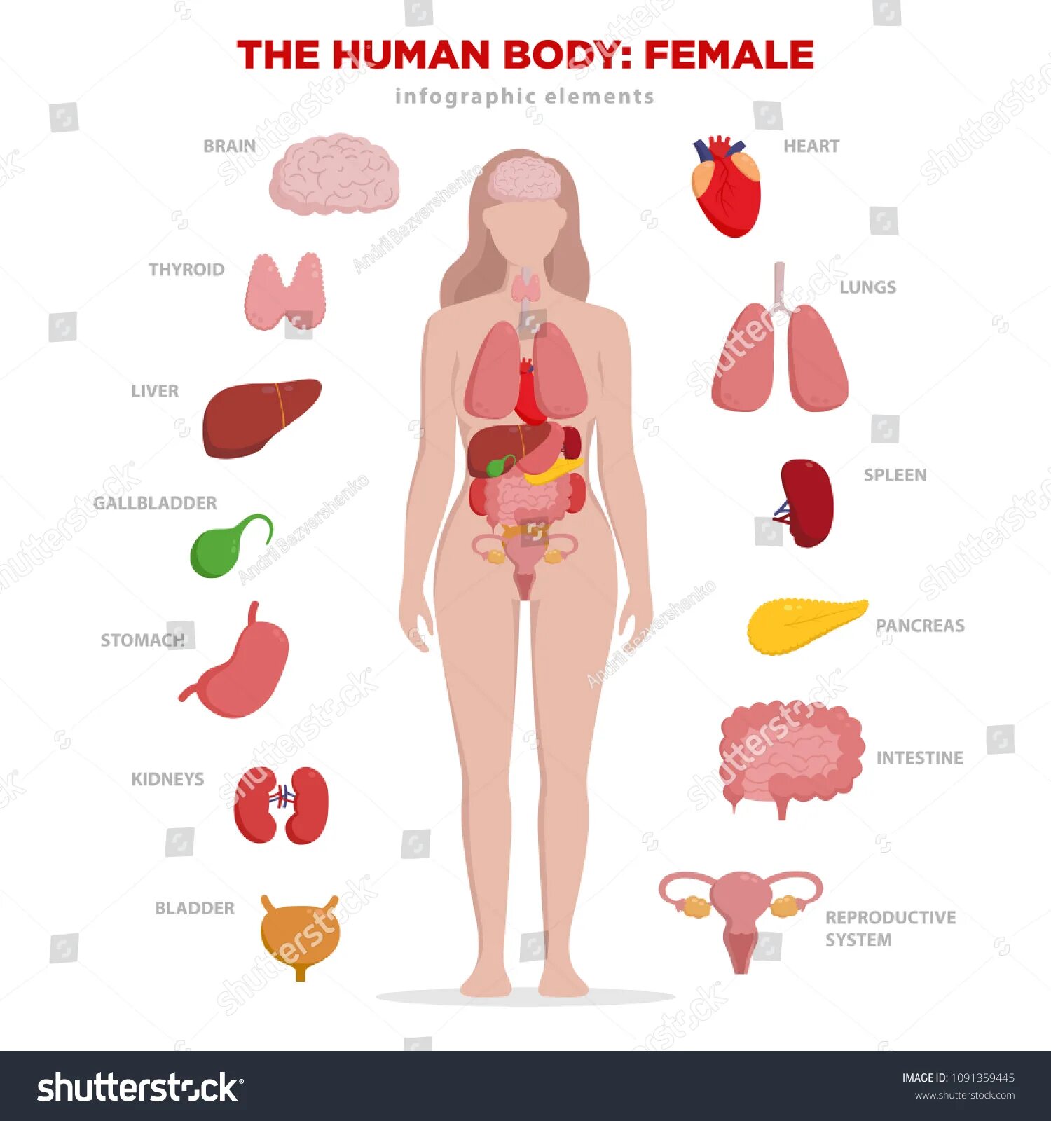 Двух организм девушки. Анатомия органов человека в полный рост. Внутренние органы женщины схема. Организм девушки. Внутренние органы человека девушки.