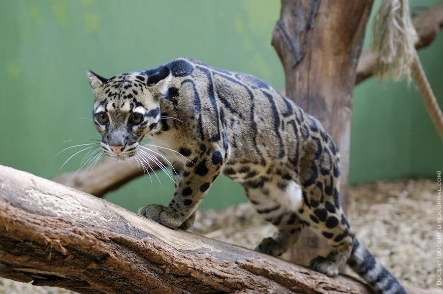 Тропический парк евпатория. Зоопарк в лондоне. Зоопарк в реже. Верблюд в ставрополе. Окапи детеныш.