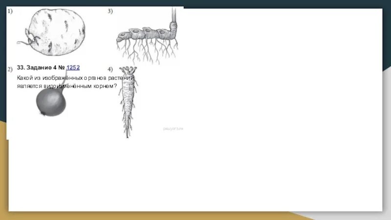 Какой из изображенных органов является видоизмененным корнем. Какой из изображенных органов растений является видоизмененным. Задания по ботанике. Какой изображенных органов растений является видоизмененным корнем.