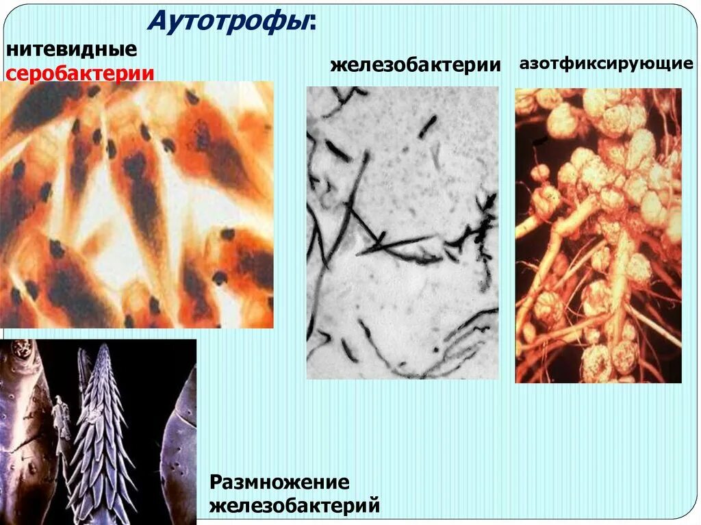 Аутотроф. Аутотроф