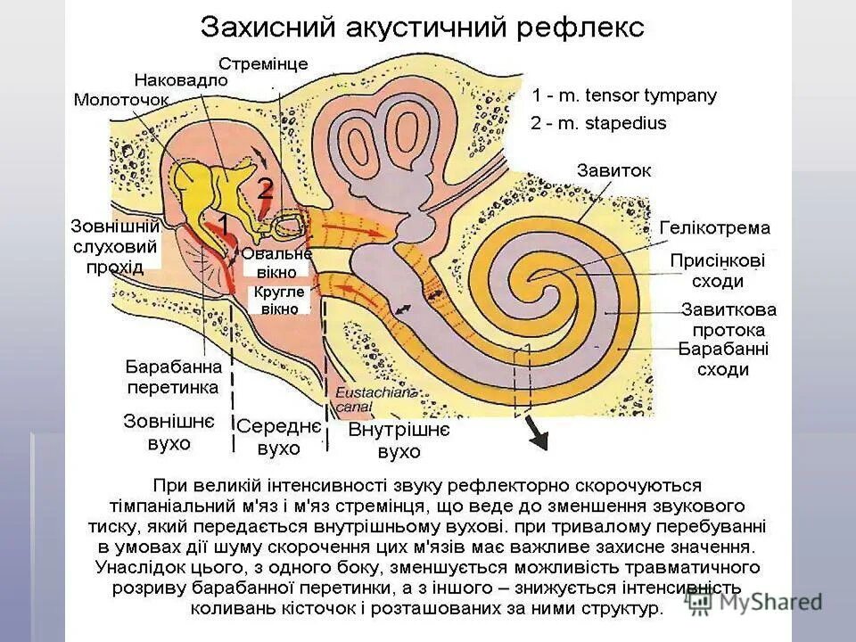 Вестибулярный аппарат в ухе человека