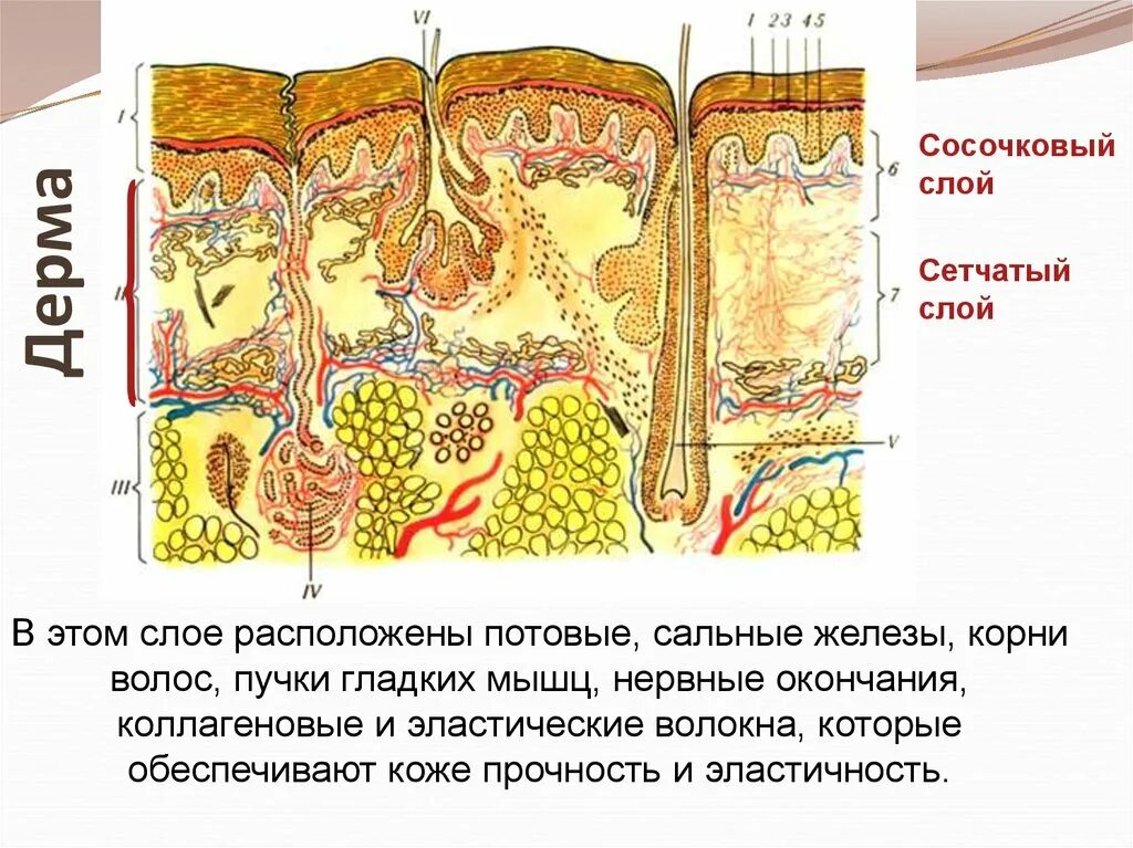 Сосочковый и сетчатый слой. Сосочковый и сетчатый слой кожи. Строение кожи дерма сосочковый слой. Дерма два слоя сосочковый и сетчатый. Строение кожи слои сосочковый слой.