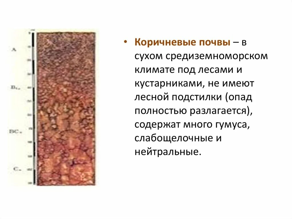 Коричневые типы почв на территории каких. Плодородие коричневых почв. почва коричневая. серые лесные и бурые лесные почвы. почва бурая.