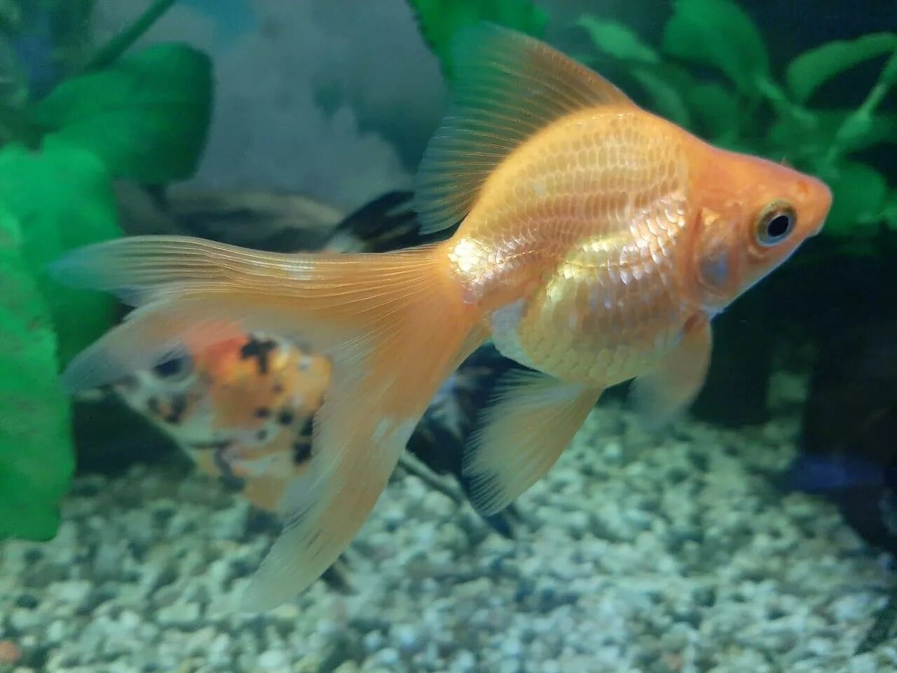 Фото цветов золотая рыбка. Золотая рыбка. Золотая рыбка фото. Обои на рабочий стол Золотая рыбка. РС Золотая рыбка.