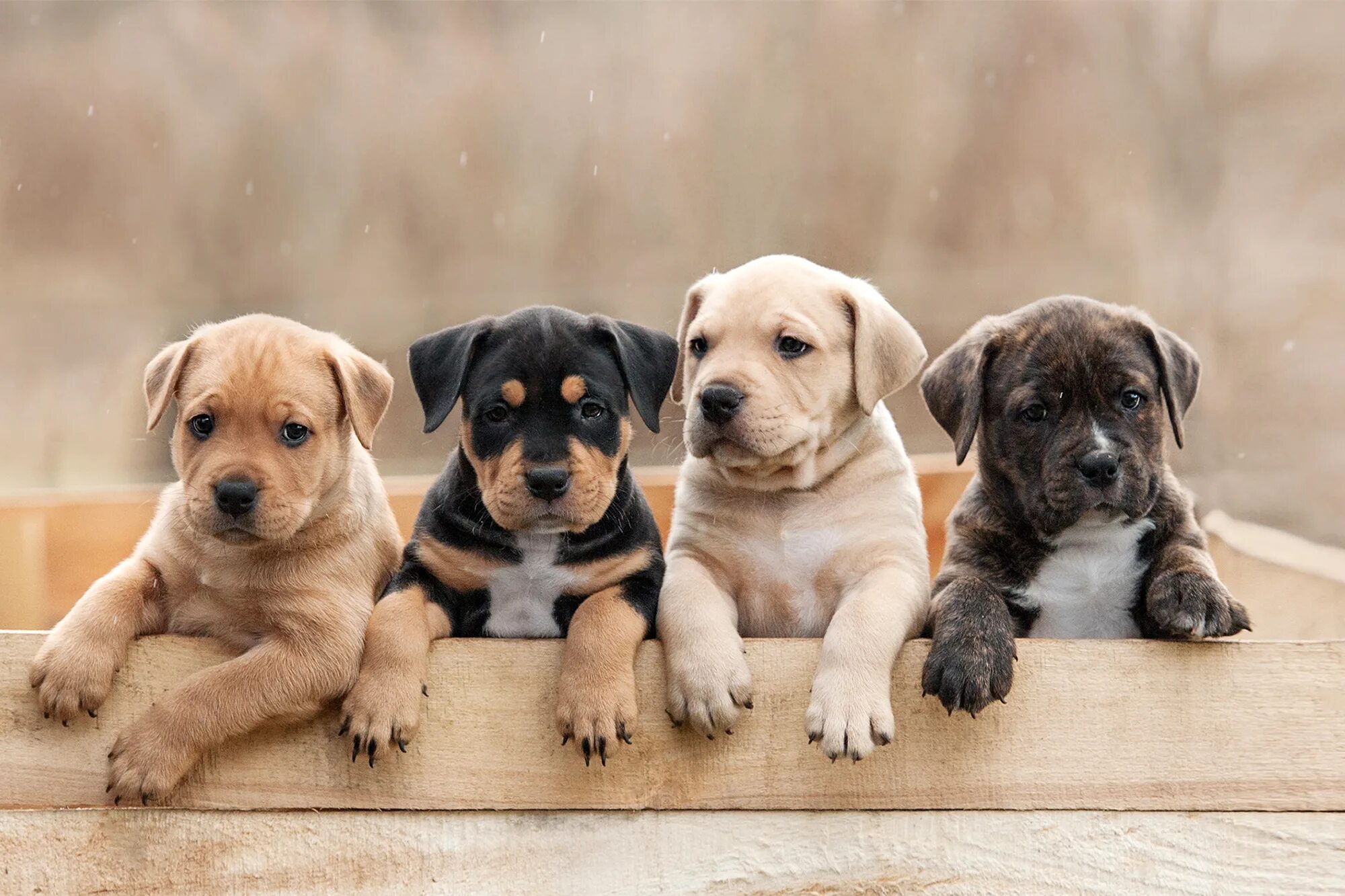 Щенки и собаки. Щенки разных пород. Фото щенков. Красивые щенки фото. Pet group