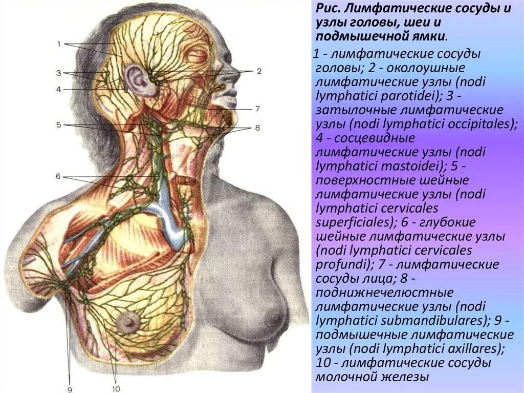 Шейная железа