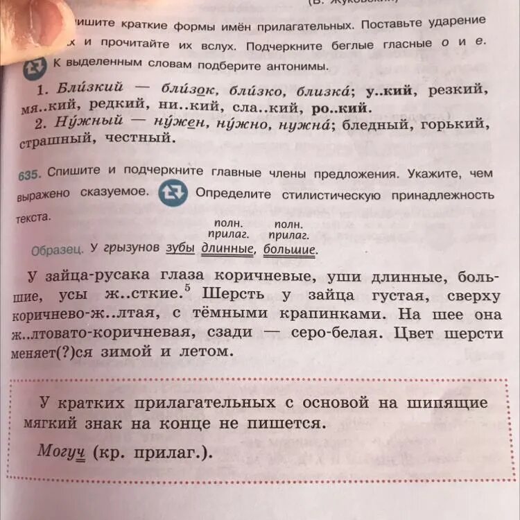 У зайца русака глаза коричневые. Пунктуационный разбор предложения у зайца русака глаза коричневые.