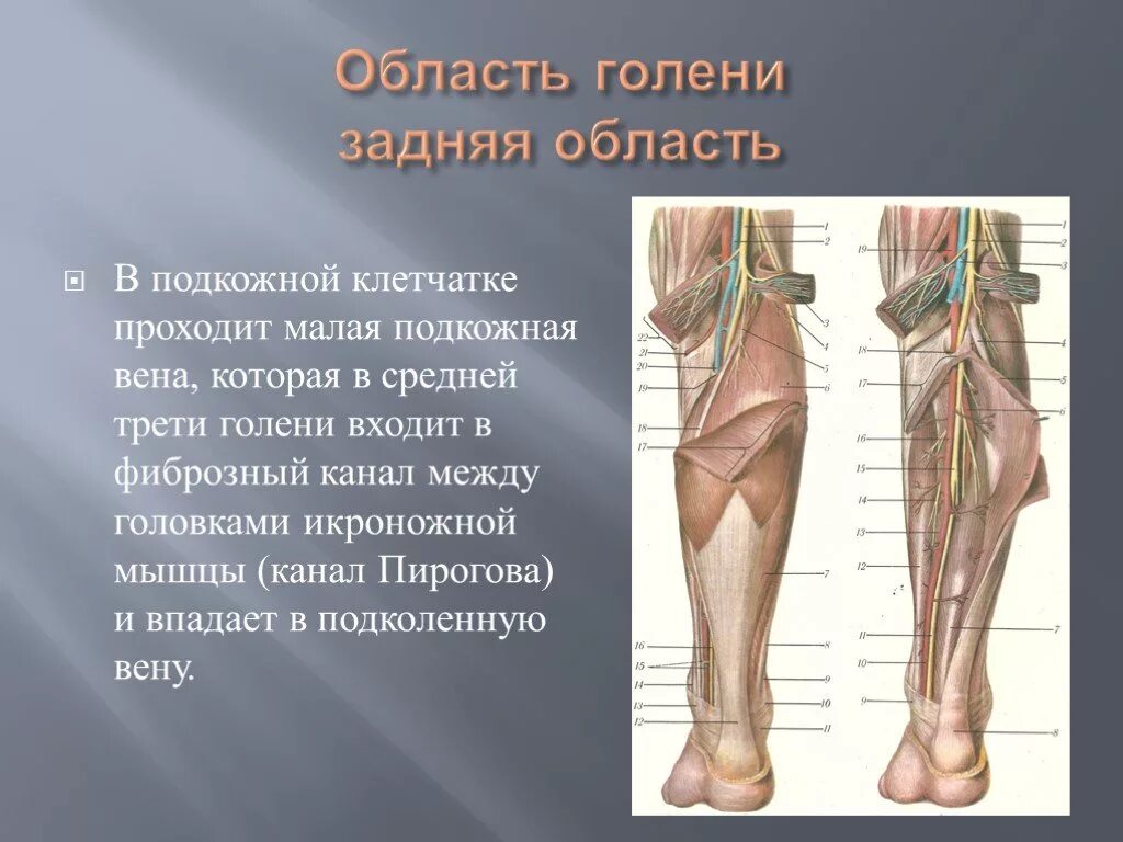 Нижняя конечность фото. Малоберцовый нерв на голени. Задняя большеберцовая Вена топографическая анатомия. Мышцы голени топографическая анатомия. Канал Пирогова на голени.