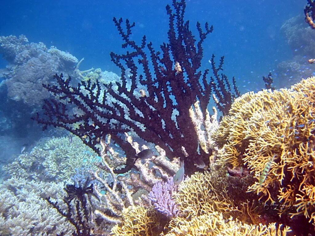 Coral обзор. Коралл аккабар. Чёрный коралл (аккабар). Коралловые полипы черные кораллы. Индийский черный коралл.