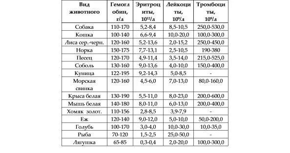 Нормы давления у собак и кошек. Группы крови у животных. Сколько групп крови у кошек. Группы крови у животных таблица.