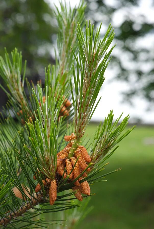 Pinus Sylvestris l. Сосна обыкновенная Пиния. Pinus Sylvestris Bonna. Обычная хвойная