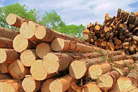 Бесплатная древесина от государства
