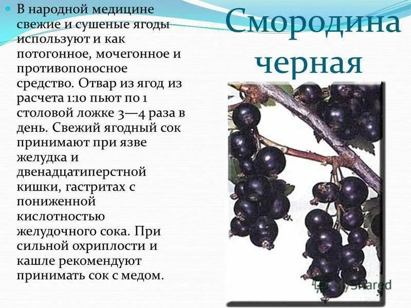 Можно ли есть черную смородину
