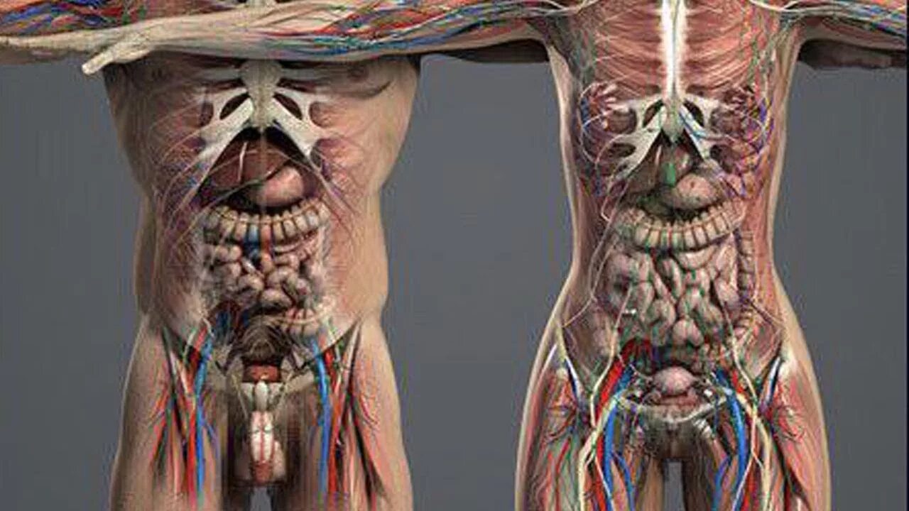 Видео нутро. Анатомия женского тела. Внутренности человека анатомия. Анатомия человека внутренние органы и кости. Реклама нутра.