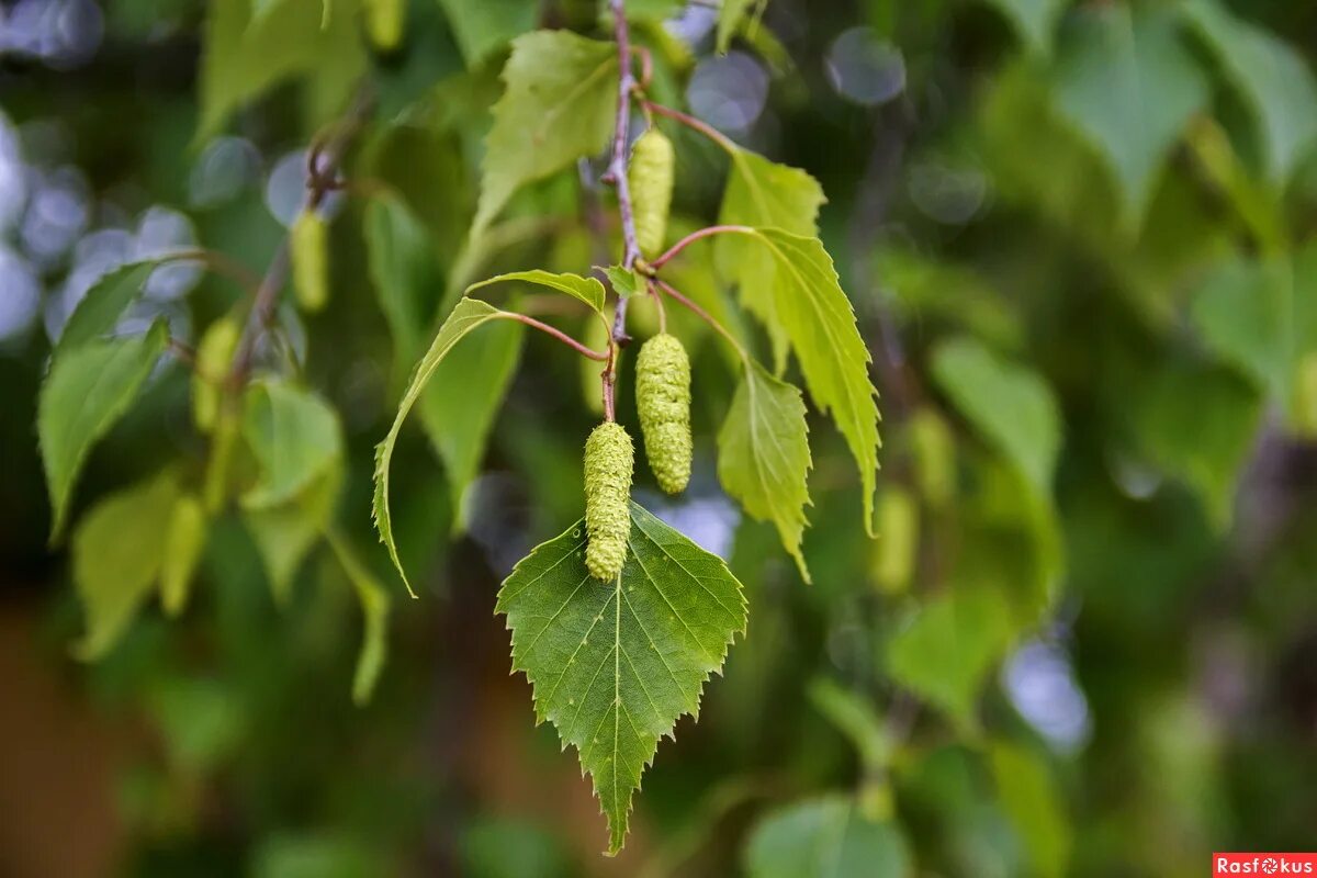 Березовые бруньки фото. Березовые бруньки. Березовые бруньки. Береза бруньки. Бруньки.