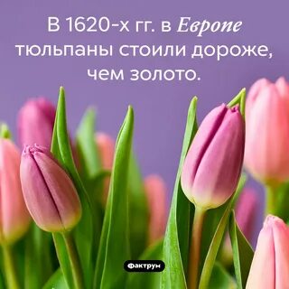 Факты о тюльпанах