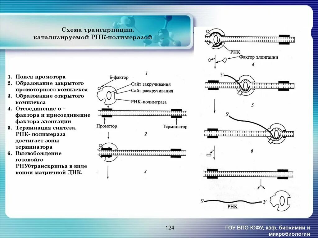 Концы транскрибируемая днк. Схема процесса транскрипции. Процесс транскрипции в биологии схема. Транскрипция РНК схема. РНК полимераза 1 транскрипция.