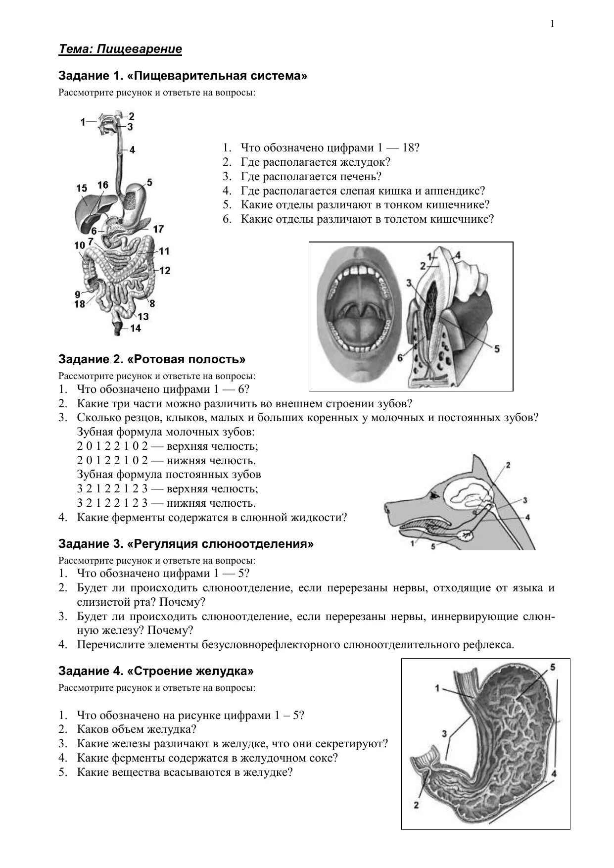 Органы пищеварительной системы задания. Рассмотрите рисунок и ответьте на вопросы пищеварительная система. Задачи по пищеварению с ответами. Задания по пищеварению 8. Контрольная по теме пищеварение 8 класс биология