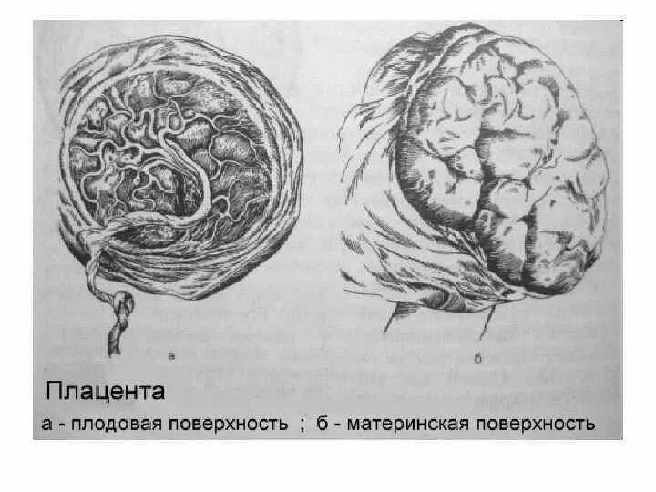 Плодово плацентарного. Строение плаценты поверхности. Плодовая и материнская часть плаценты. Плодовая поверхность плаценты. Материнская поверхность плаценты.