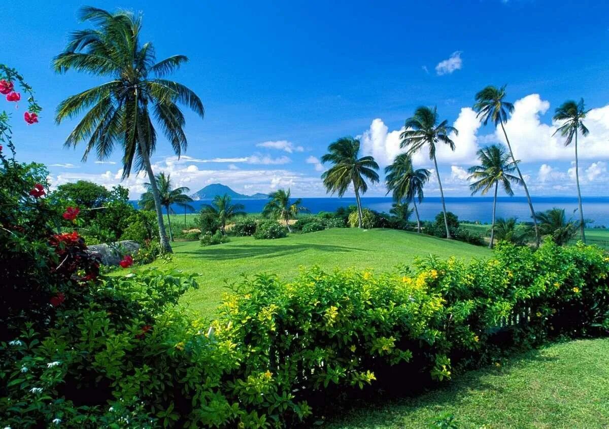 Сад в жарких странах. Сад в жарких странах. Греция мандариновые деревья. Сент-люсия северная америка природа. Пальмовая роща абхазия.