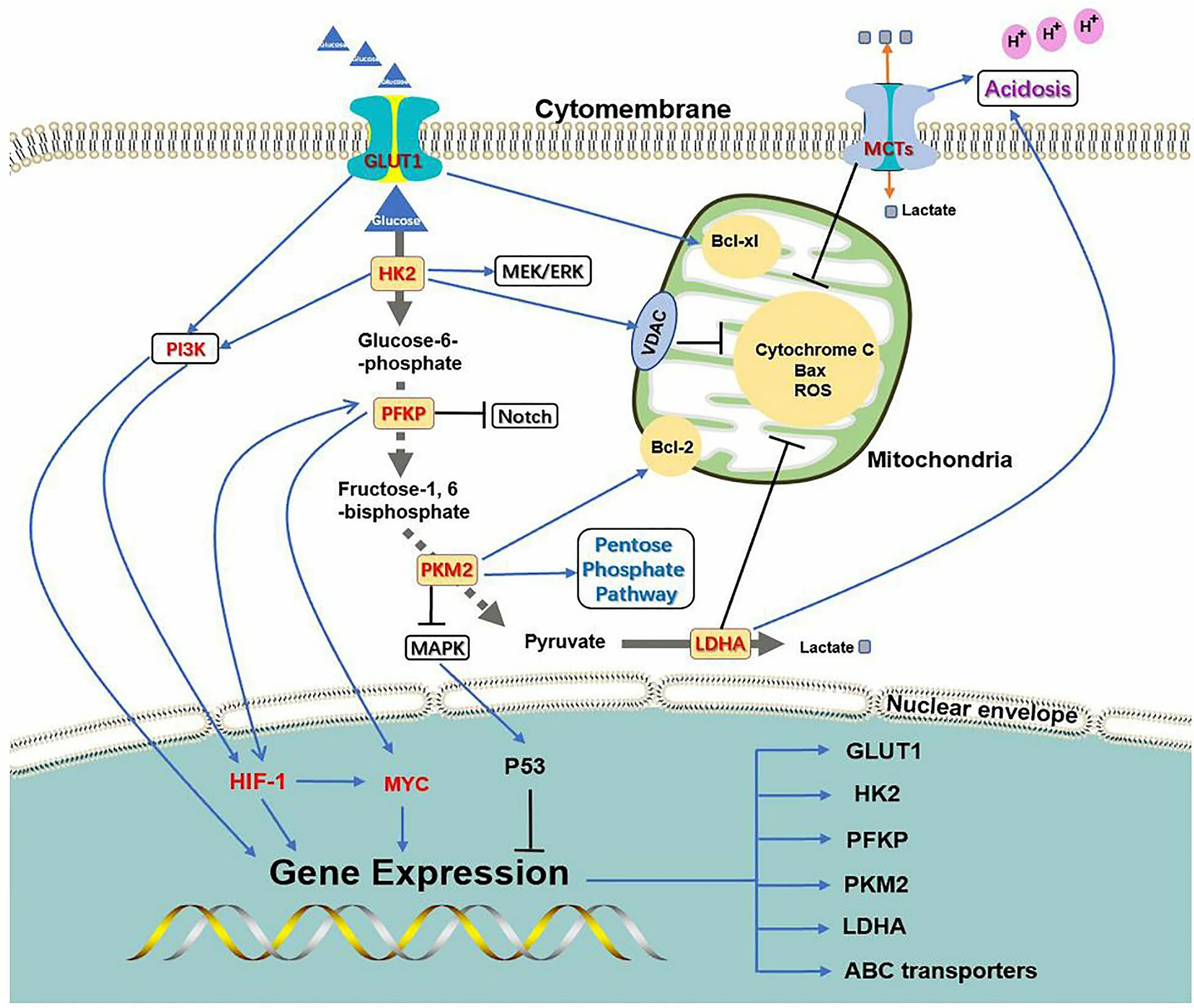 Пав энзимы. CA signaling Pathway. Pathways 3. Signal Pathway EGFR MYC. NGF signaling Pathway.