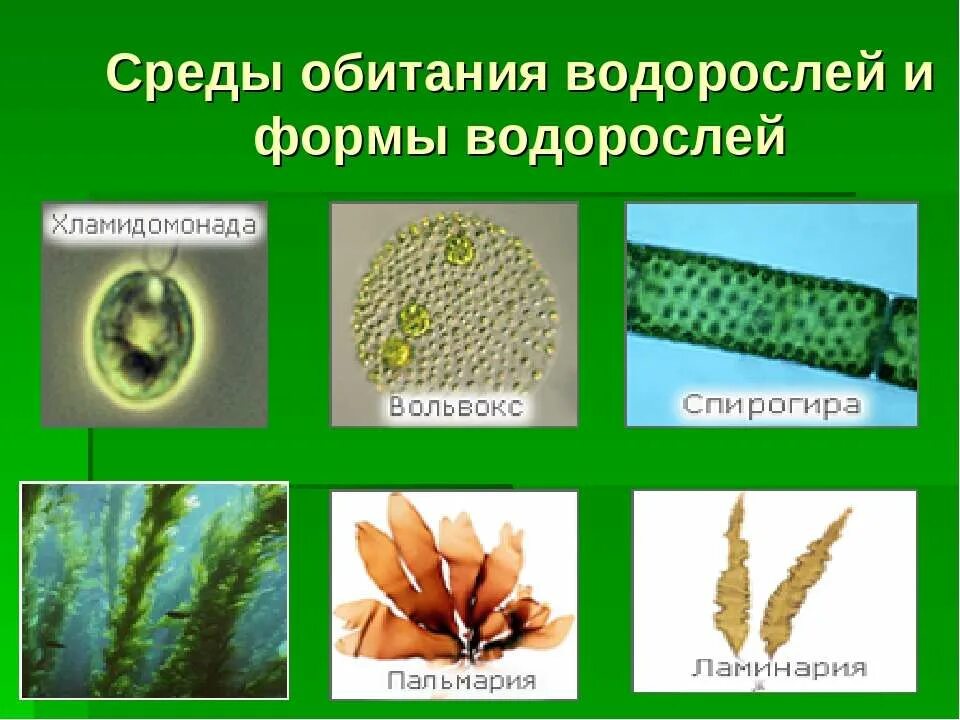 Среда обитания водорослей. Формы водорослей. Водоросли и среда. Водная среда обитания водоросли.