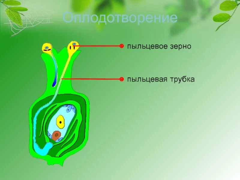 Размножение и оплодотворение растений тест 6 класс. Пыльцевая трубка. Оплодотворение растений 6 класс. Что такое пыльцевая трубка в биологии. Оплодотворение растений 6 класс биология.