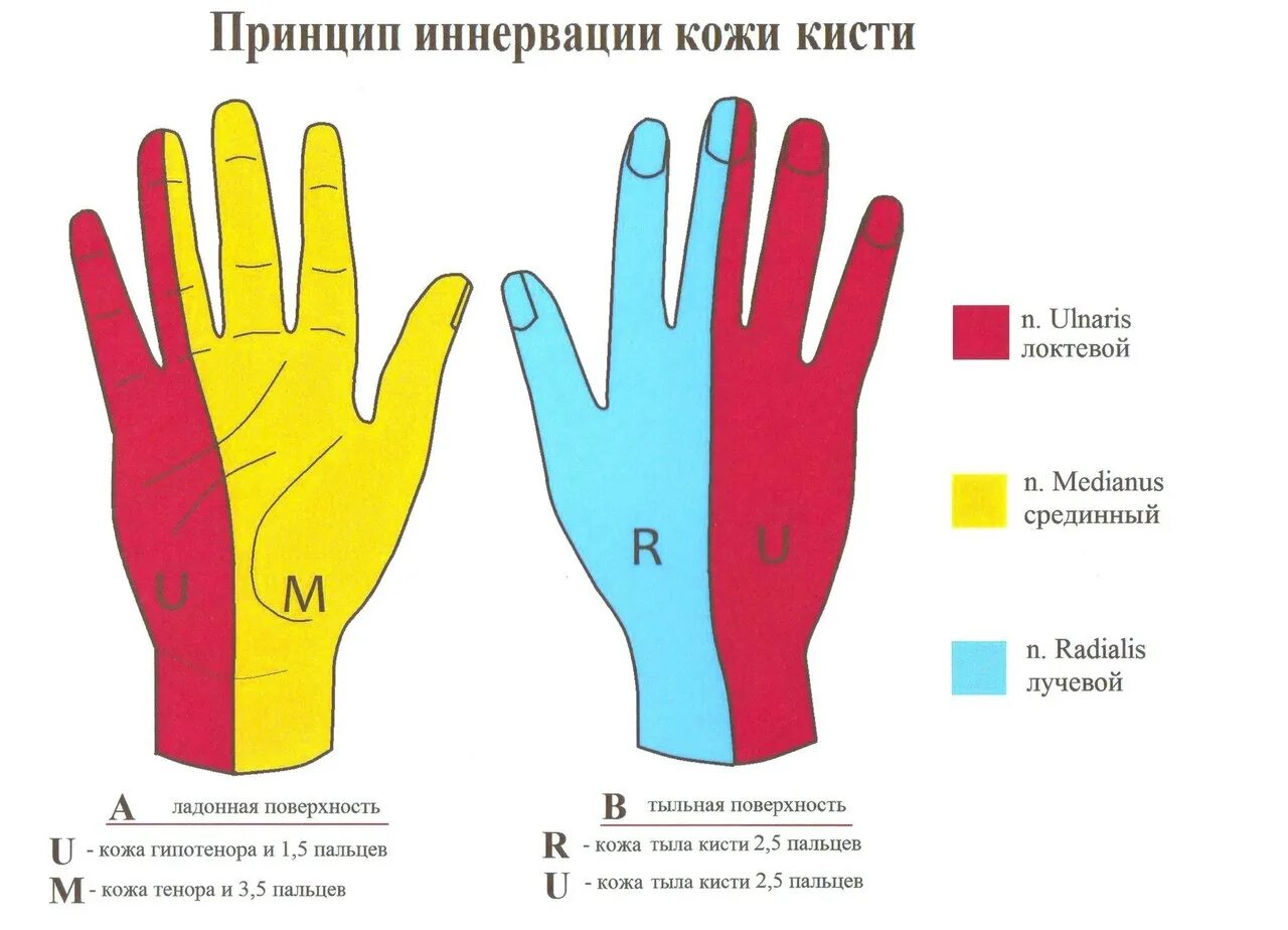 Срединный нерв иннервация кожи. Иннервация лучевого нерва на кисти. Иннервация локтевого нерва на кисти. Зона иннервации локтевого нерва на кисти.