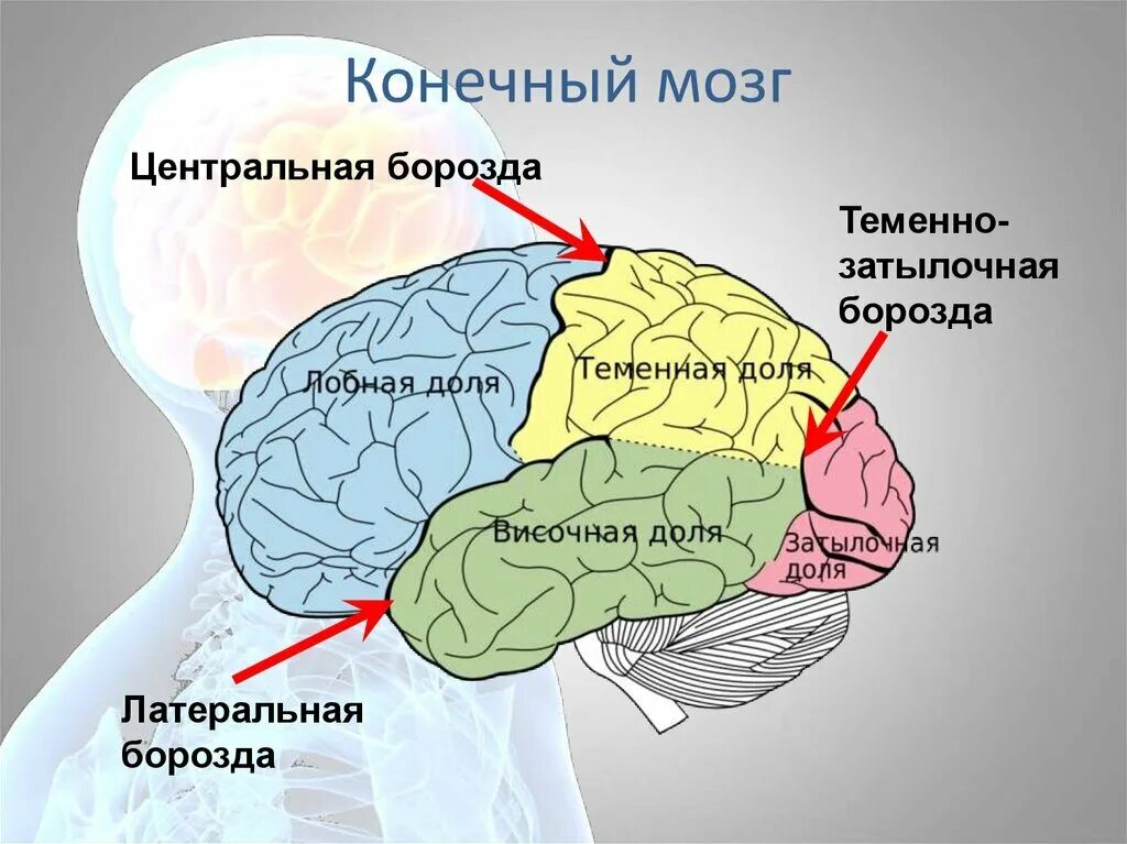 Отделяет височную долю от лобной и теменной