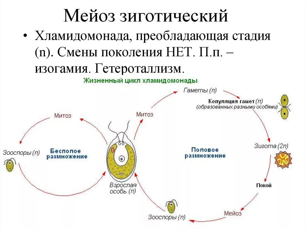 Гамета отличается от зиготы тем что