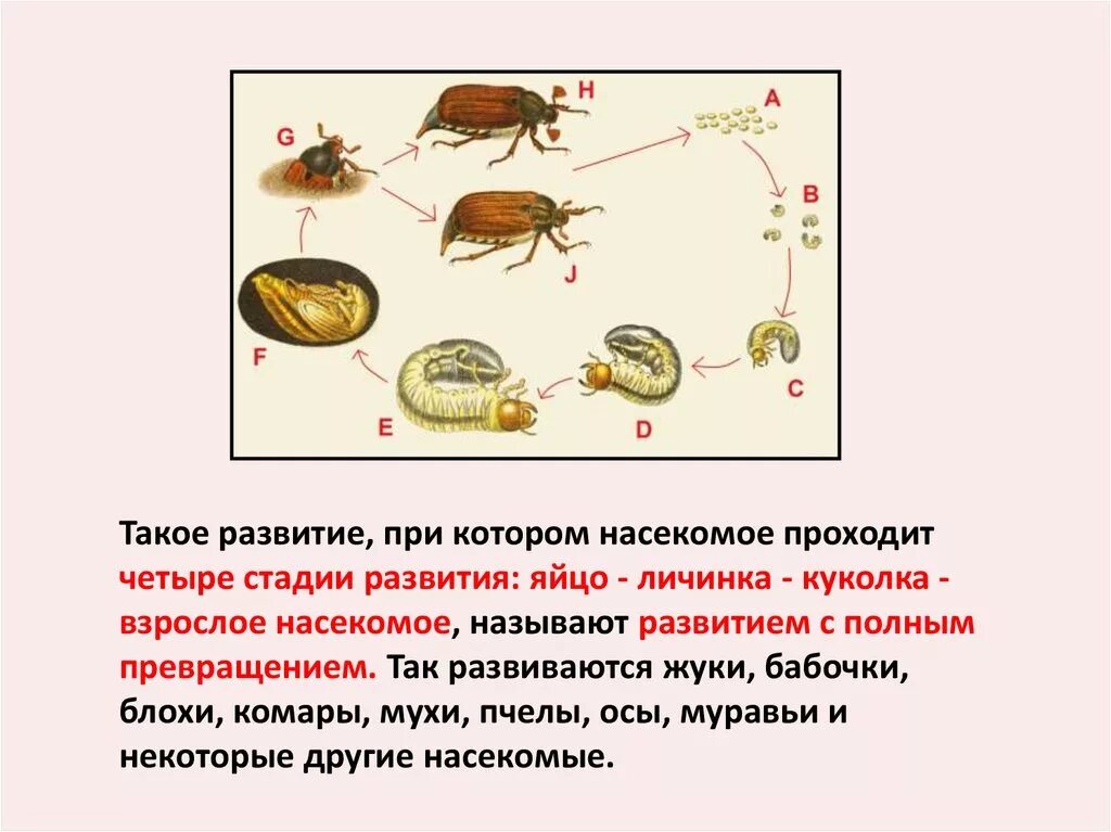 Какое развитие у клопа. Цикл развития насекомых. Размножение и развитие насекомых. Цикл развития клопа. Развитие мухи с полным превращением.