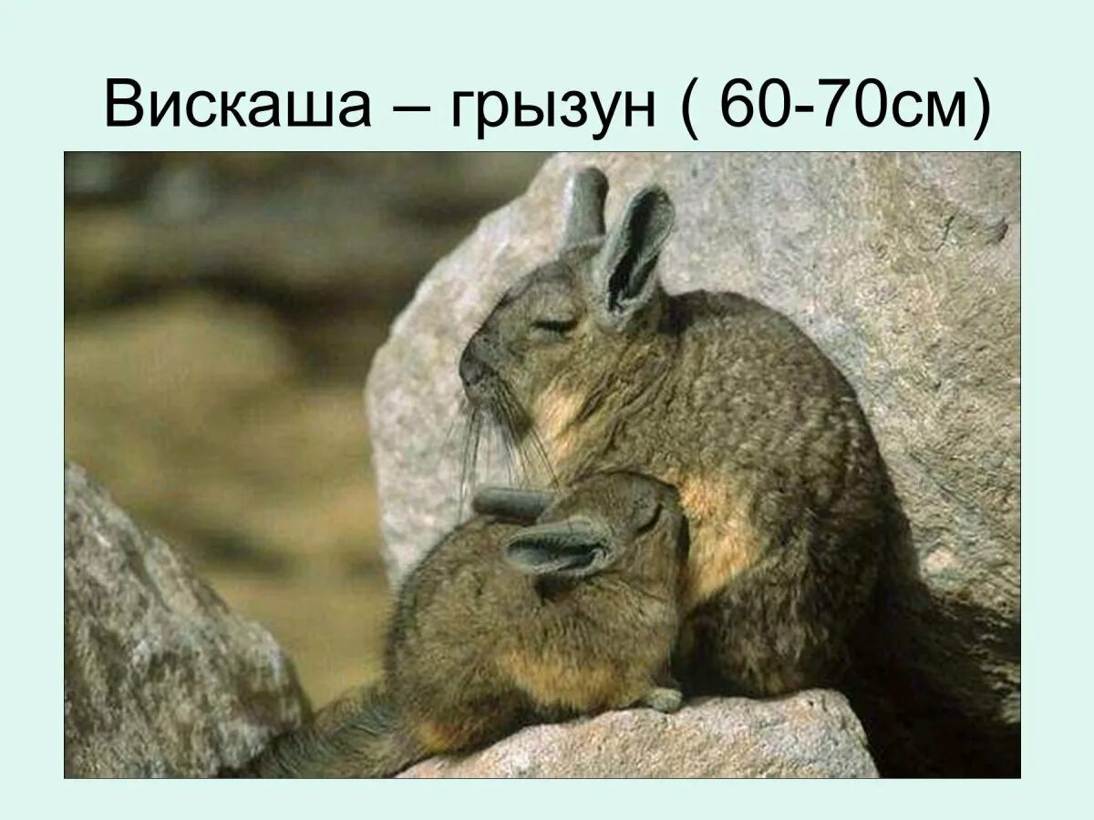 Шиншиллы в аргентине. Шиншилла ареал. Шиншиллы в дикой природе. Шиншилла в андах. Дикая шиншилла.