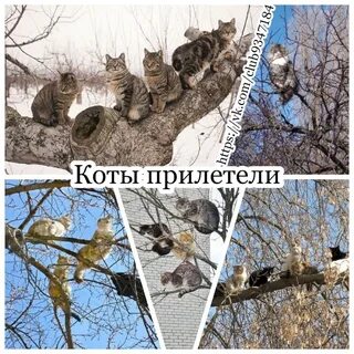 На сколько уходят коты весной