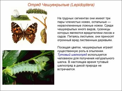 Представители бабочек