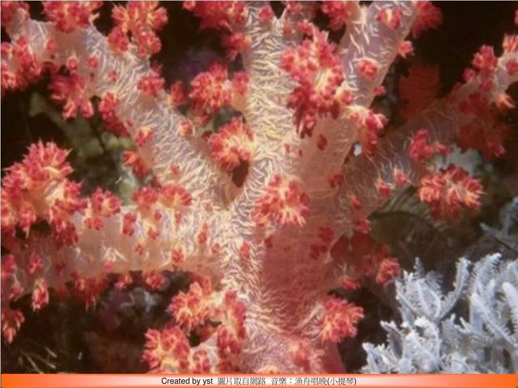 Белый губчатый коралл. Tubastrea. Шестилучевые кораллы красного моря. Полип и коралловый полип. Пеларгония коралловый риф.