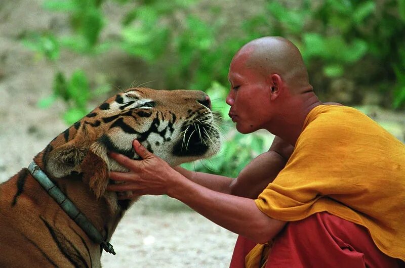 Инстинкты животных. Монах и тигр. Поведение человека и животных. О зверях и людях. Инстинктивное животное