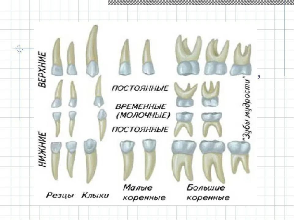 Зубы: резцы, клыки, коренные зубы.. Зубы резцы клыки премоляры моляры. Молочный зуб четверка строение. Молочные и коренные зубы у детей схема снимок.