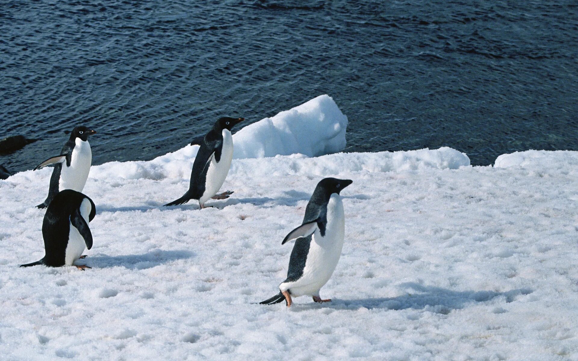 Белые пингвины антарктиды. Белые пингвины антарктиды. Пингвин chinstrap. Белые пингвины антарктиды. Антарктический пингвин.
