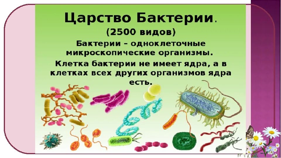 Презентация многообразие бактерий и вирусов. Царство бактерий 6 класс биология. Доклад о царствах бактерий. Доклад на тему царство бактерий 5 класс биология. Царство бактерии презентация.