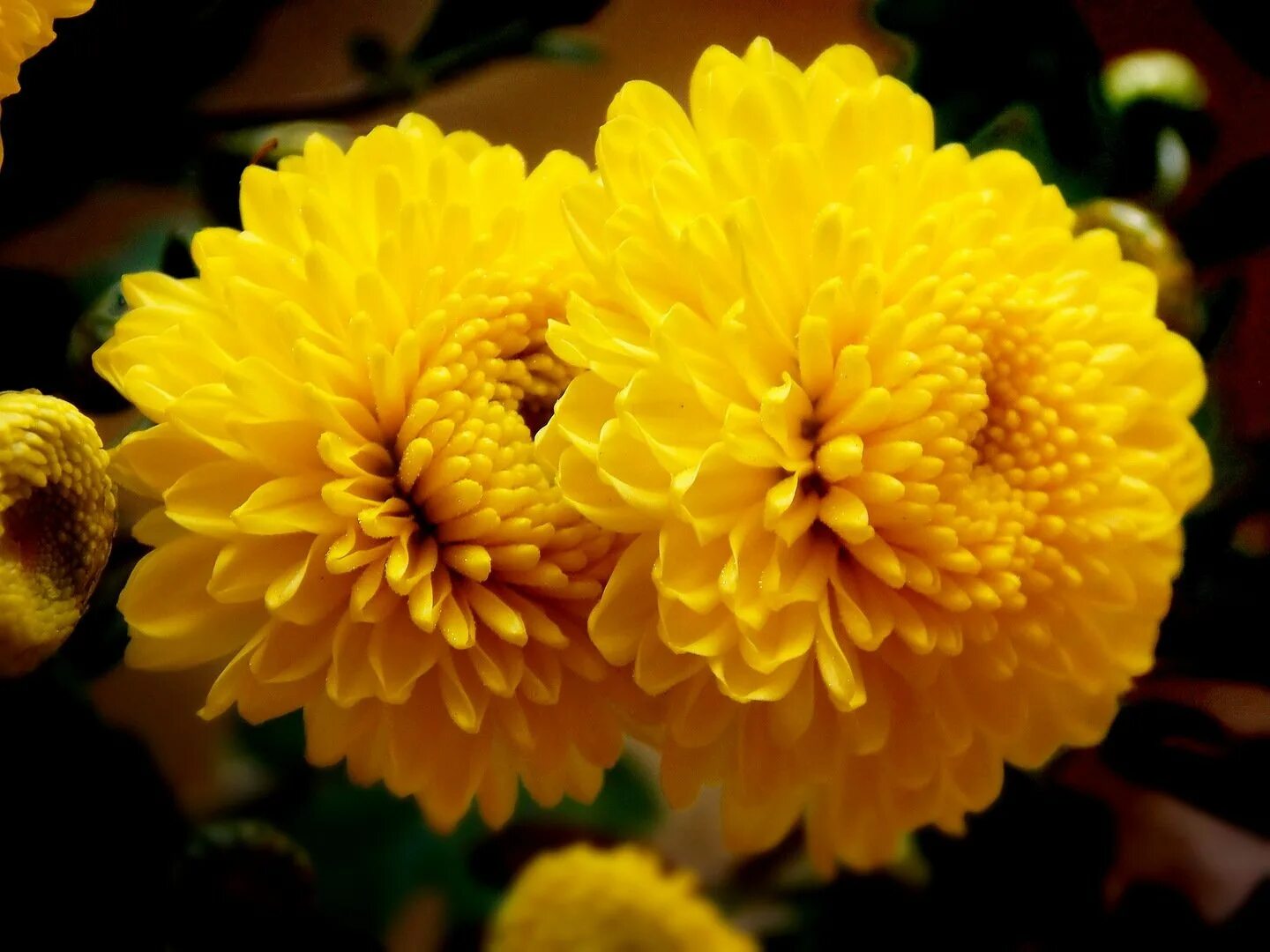 Хризантема триумф еллоу. Хризантема сегетум желтый. Хризантема желтая москва. Хризантема энона оранж. Хризантема луйона.