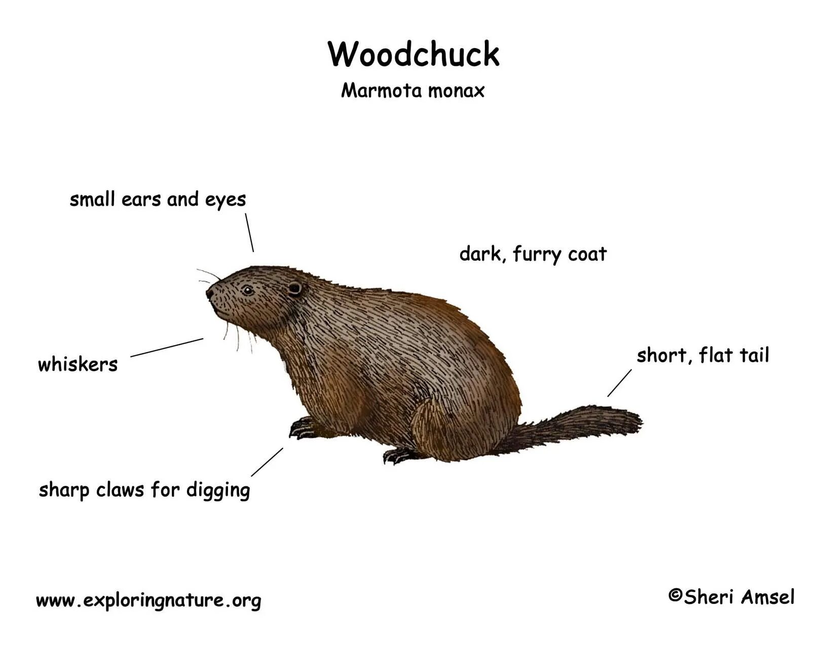 Woodchuck Chuck Wood. Скороговорка Woodchuck Chuck. How much Wood would a Woodchuck Chuck. How much Wood would a Woodchuck Chuck скороговорка.