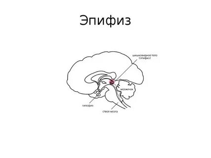 Эпифиза шишковидной железы