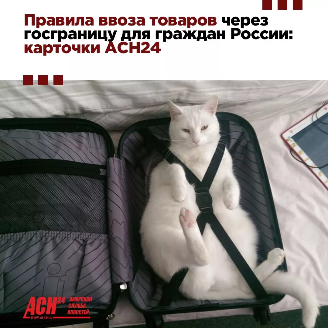 Собираясь в дорогу ему было. Чемодан демотиватор. что взять в дорогу. кот с чемоданом. котик собирается в отпуск.