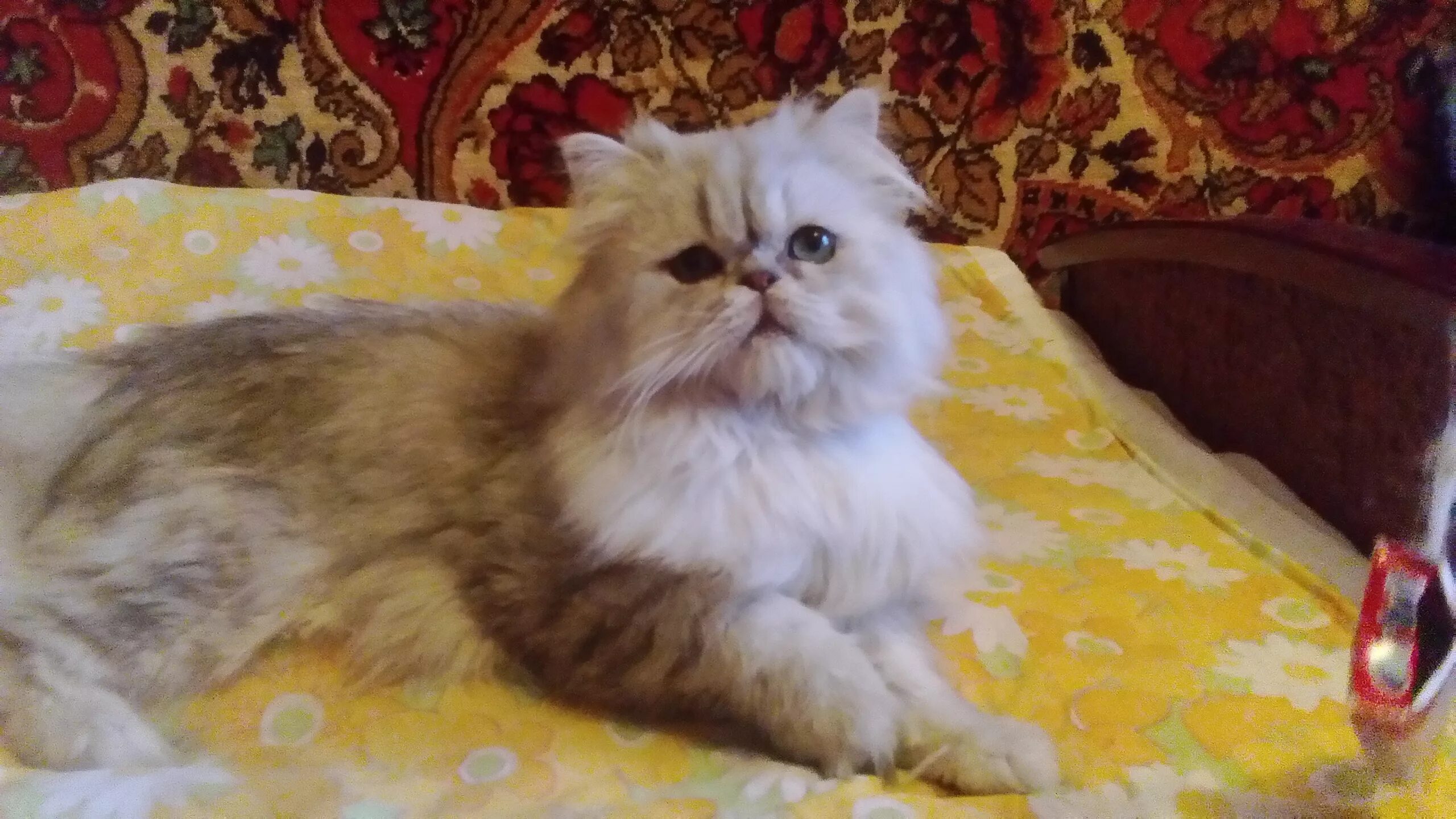 персидские в добрые руки. персидские котята в добрые руки. персидские котята в добрые руки. персидский экстремал котенок. кот большой персидская чёрная.