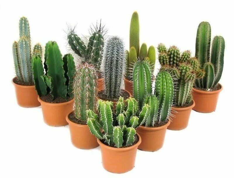 кактус стоит. кактус стоит. опунция колючеплодная. Cactaceae кактус. кактус суккулент микс.